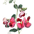 Pink sweet pea